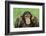 Chimpanzee-DLILLC-Framed Photographic Print