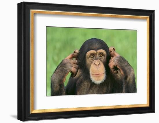 Chimpanzee-DLILLC-Framed Photographic Print