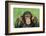 Chimpanzee-DLILLC-Framed Photographic Print