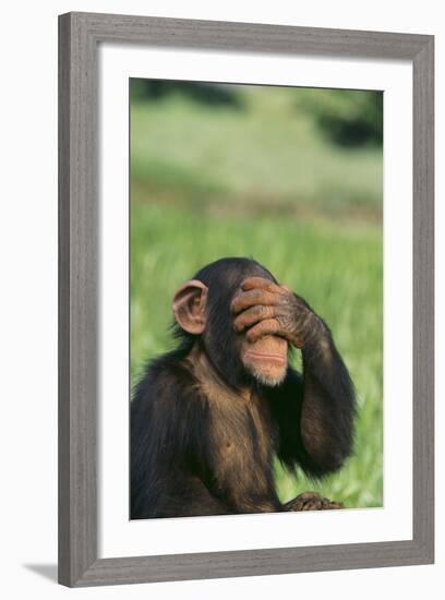 Chimpanzee-DLILLC-Framed Photographic Print