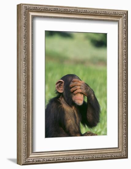 Chimpanzee-DLILLC-Framed Photographic Print