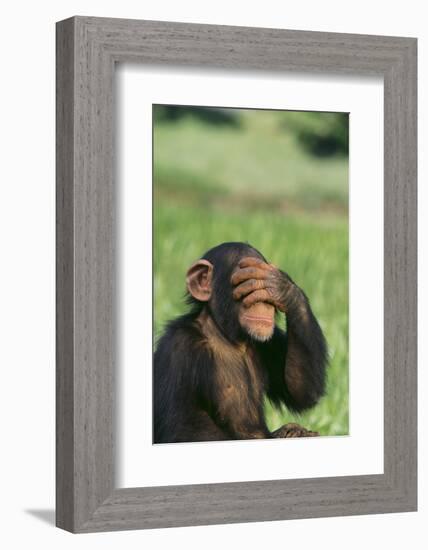 Chimpanzee-DLILLC-Framed Photographic Print