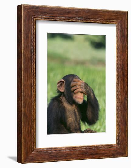 Chimpanzee-DLILLC-Framed Photographic Print