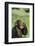 Chimpanzee-DLILLC-Framed Photographic Print