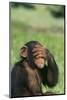 Chimpanzee-DLILLC-Mounted Photographic Print