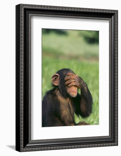 Chimpanzee-DLILLC-Framed Photographic Print