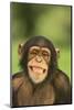 Chimpanzee-DLILLC-Mounted Photographic Print