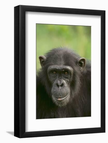 Chimpanzee-DLILLC-Framed Photographic Print