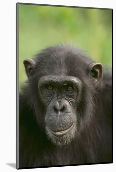 Chimpanzee-DLILLC-Mounted Photographic Print