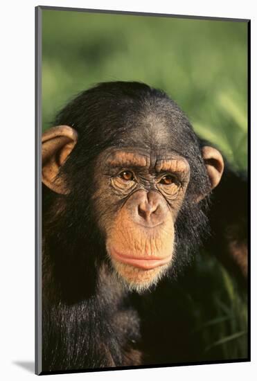 Chimpanzee-DLILLC-Mounted Photographic Print