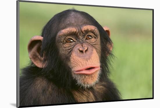 Chimpanzee-DLILLC-Mounted Photographic Print