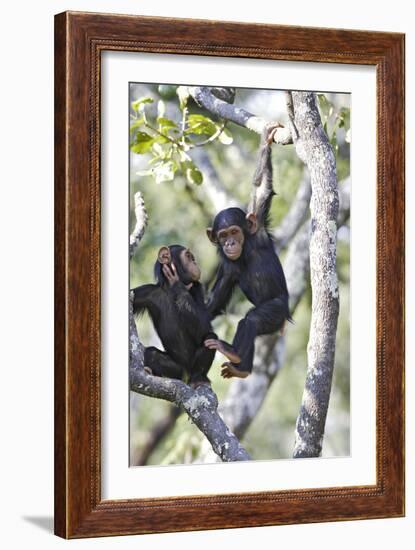 Chimpanzee-null-Framed Photographic Print