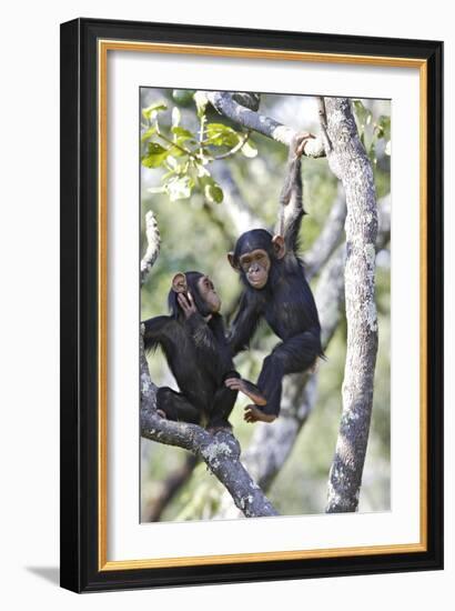 Chimpanzee-null-Framed Photographic Print