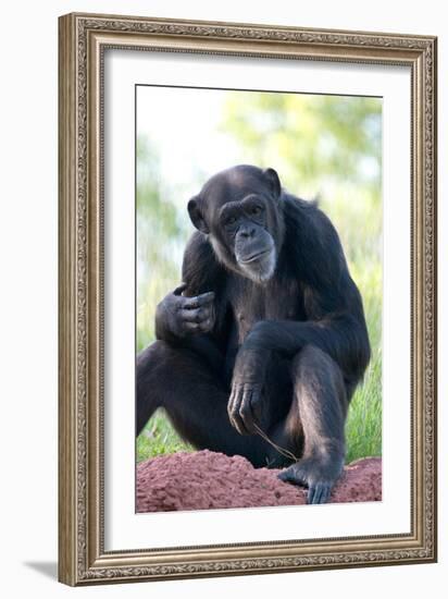 Chimpanzee-Lantern Press-Framed Art Print