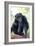 Chimpanzee-Lantern Press-Framed Art Print