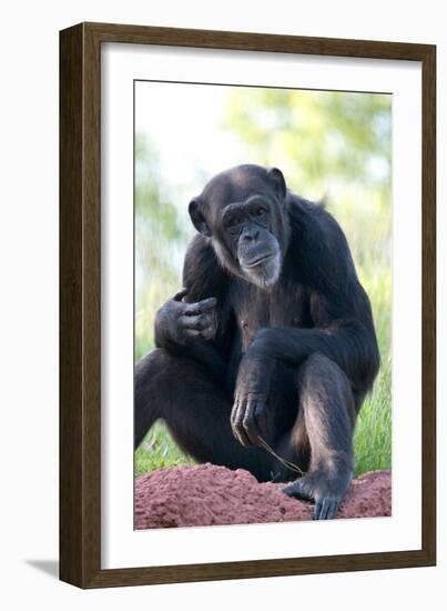 Chimpanzee-Lantern Press-Framed Art Print