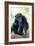 Chimpanzee-Lantern Press-Framed Art Print