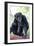 Chimpanzee-Lantern Press-Framed Art Print