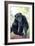 Chimpanzee-Lantern Press-Framed Art Print