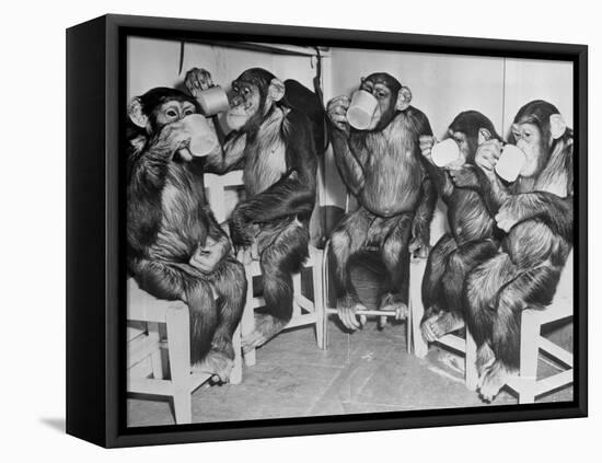 Chimpanzees Drinking Milk-null-Framed Premier Image Canvas