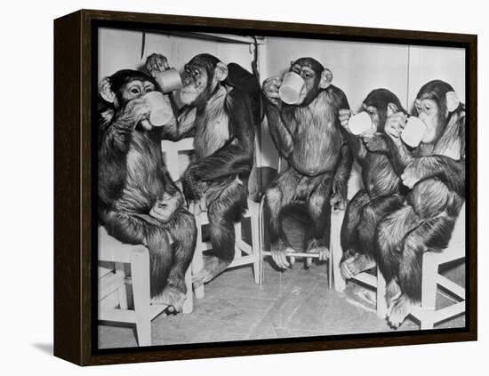 Chimpanzees Drinking Milk-null-Framed Premier Image Canvas