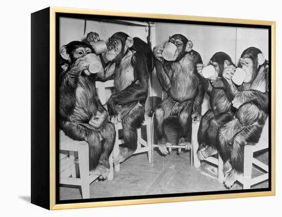 Chimpanzees Drinking Milk-null-Framed Premier Image Canvas