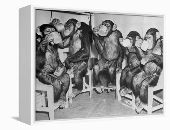 Chimpanzees Drinking Milk-null-Framed Premier Image Canvas