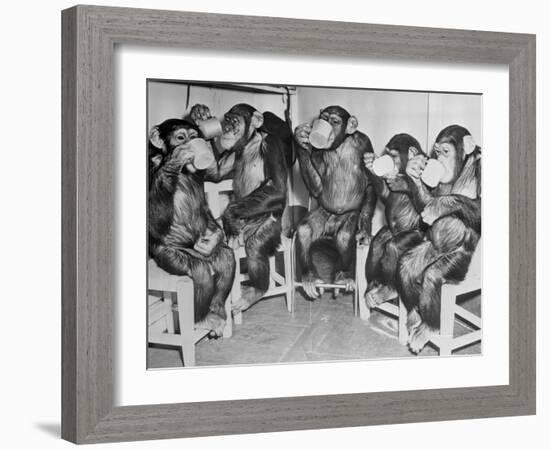 Chimpanzees Drinking Milk-null-Framed Photographic Print