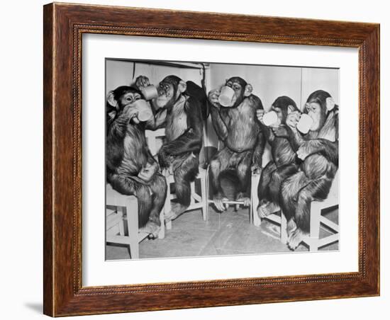 Chimpanzees Drinking Milk-null-Framed Photographic Print