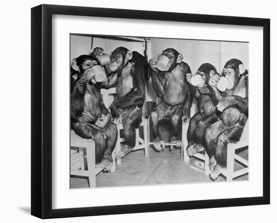 Chimpanzees Drinking Milk-null-Framed Photographic Print