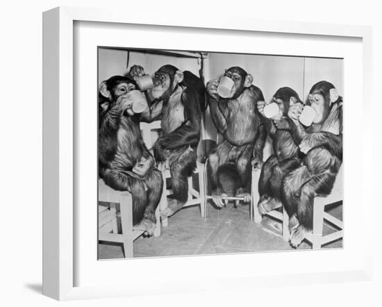 Chimpanzees Drinking Milk-null-Framed Photographic Print