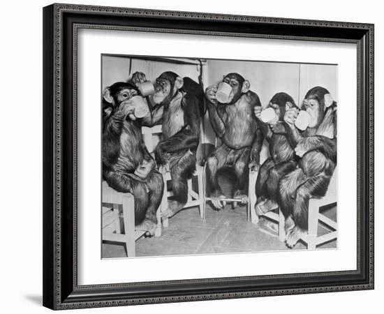 Chimpanzees Drinking Milk-null-Framed Photographic Print