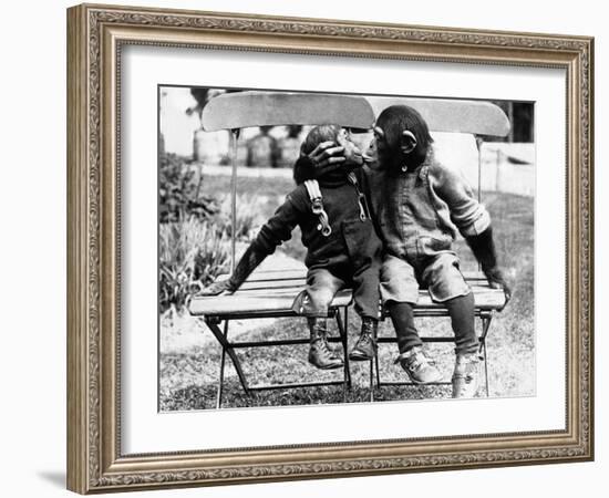 Chimpanzees Embracing-null-Framed Photographic Print