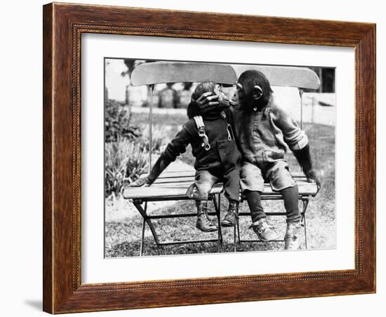 Chimpanzees Embracing-null-Framed Photographic Print