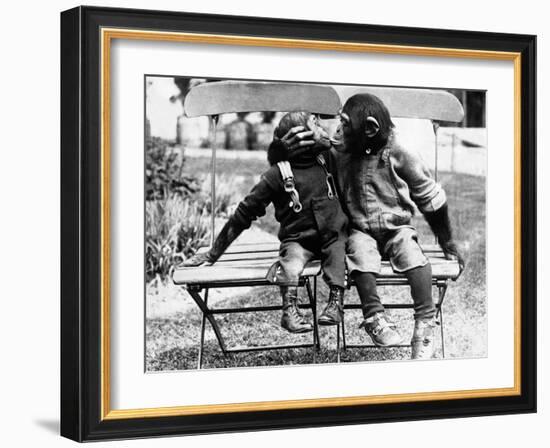 Chimpanzees Embracing-null-Framed Photographic Print