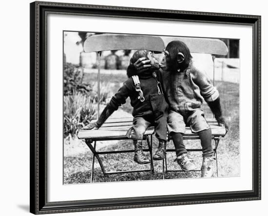 Chimpanzees Embracing-null-Framed Photographic Print