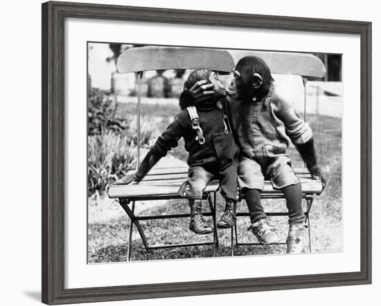 Chimpanzees Embracing-null-Framed Photographic Print