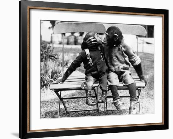 Chimpanzees Embracing--Framed Photographic Print