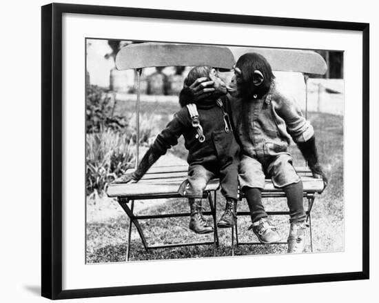 Chimpanzees Embracing-null-Framed Photographic Print