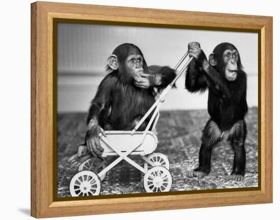 Chimpanzees Jambo and William at Twycross Zoo, England, September 19, 1984-null-Framed Stretched Canvas