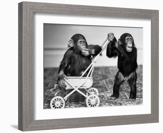 Chimpanzees Jambo and William at Twycross Zoo, England, September 19, 1984-null-Framed Photo