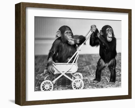 Chimpanzees Jambo and William at Twycross Zoo, England, September 19, 1984--Framed Photo