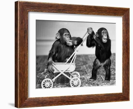 Chimpanzees Jambo and William at Twycross Zoo, England, September 19, 1984-null-Framed Photo