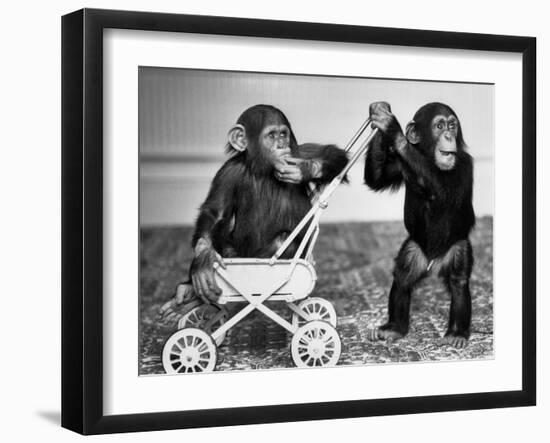 Chimpanzees Jambo and William at Twycross Zoo, England, September 19, 1984-null-Framed Photo