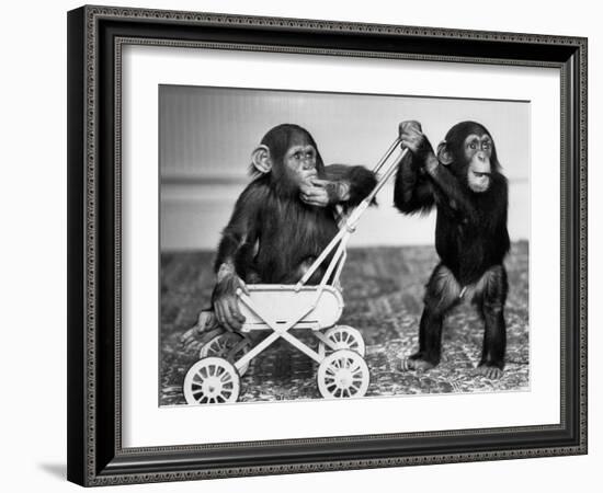 Chimpanzees Jambo and William at Twycross Zoo, England, September 19, 1984-null-Framed Photo