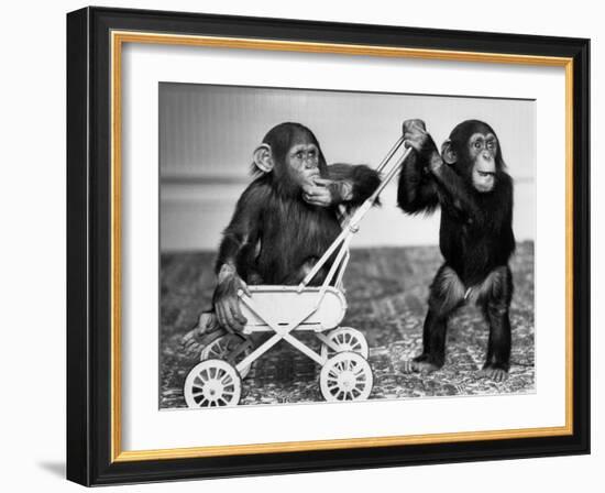 Chimpanzees Jambo and William at Twycross Zoo, England, September 19, 1984-null-Framed Photo