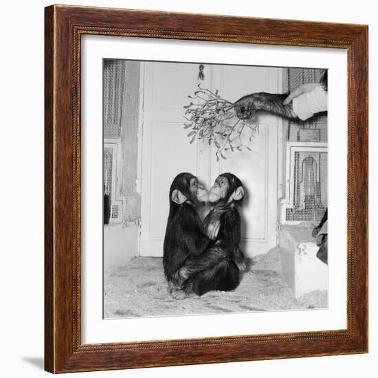 Chimpanzees of Bertram Mills Circus, 1955-Chapman-Framed Photographic Print