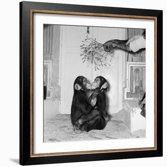 Chimpanzees of Bertram Mills Circus, 1955-Chapman-Framed Photographic Print