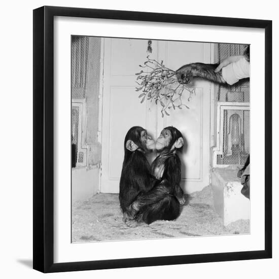 Chimpanzees of Bertram Mills Circus, 1955-Chapman-Framed Photographic Print