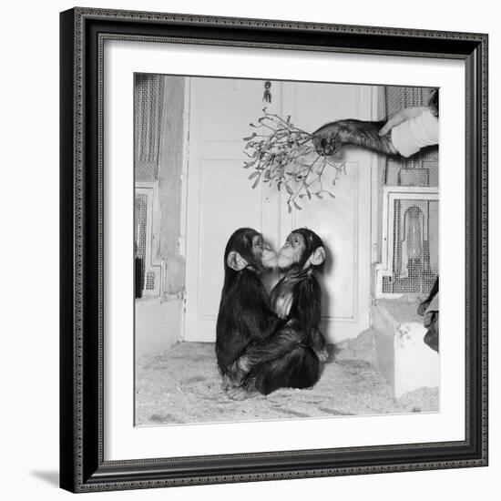 Chimpanzees of Bertram Mills Circus, 1955-Chapman-Framed Photographic Print